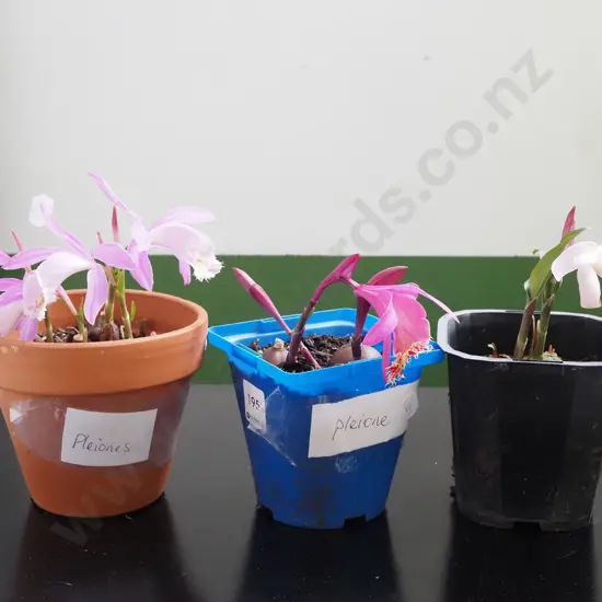 3x potted pleione orchids
