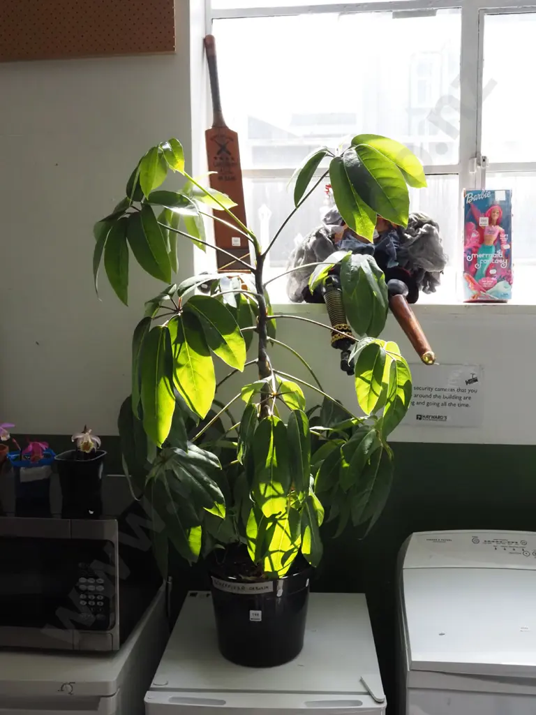 potted indoor plant - schefflera arboria Overall H1000 Image 1++