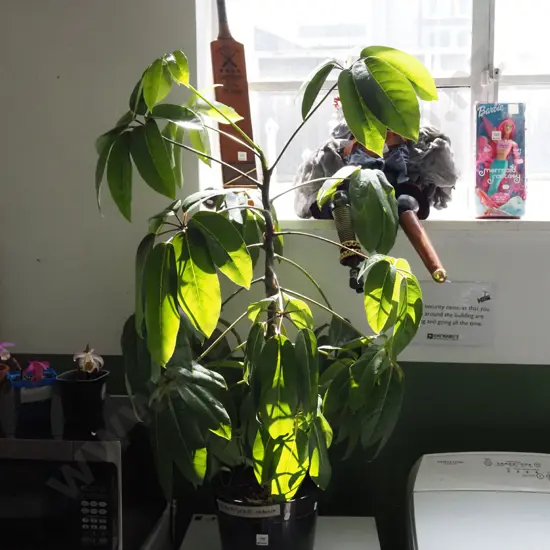 potted indoor plant - schefflera arboria Overall H1000