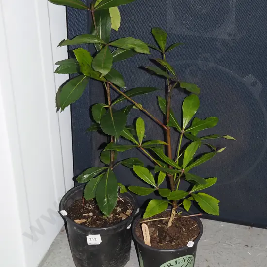 2x potted pseudopanax