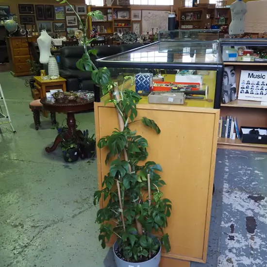 potted indoor plant - rhaphidophora Overall H1100