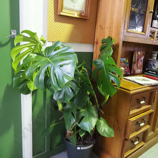 potted indoor planet - monstera deliciosa Overall H1260