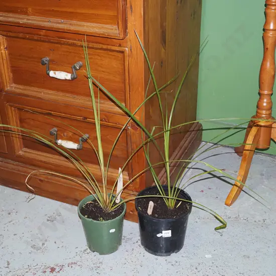 2x potted cabbage trees