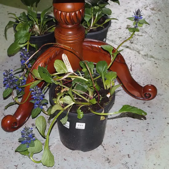 potted ajuga black scallops