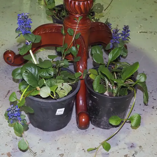 2x potted ajuga black scallops