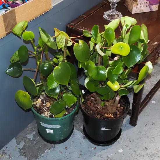 2x potted rain drop plane peperomia