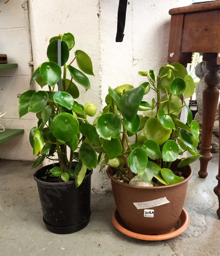 2x potted peperomia Image 1++