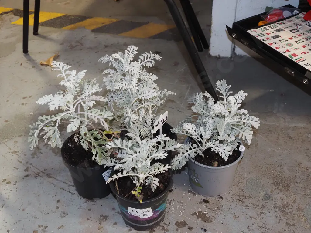 4x potted silver dust plants Image 1++