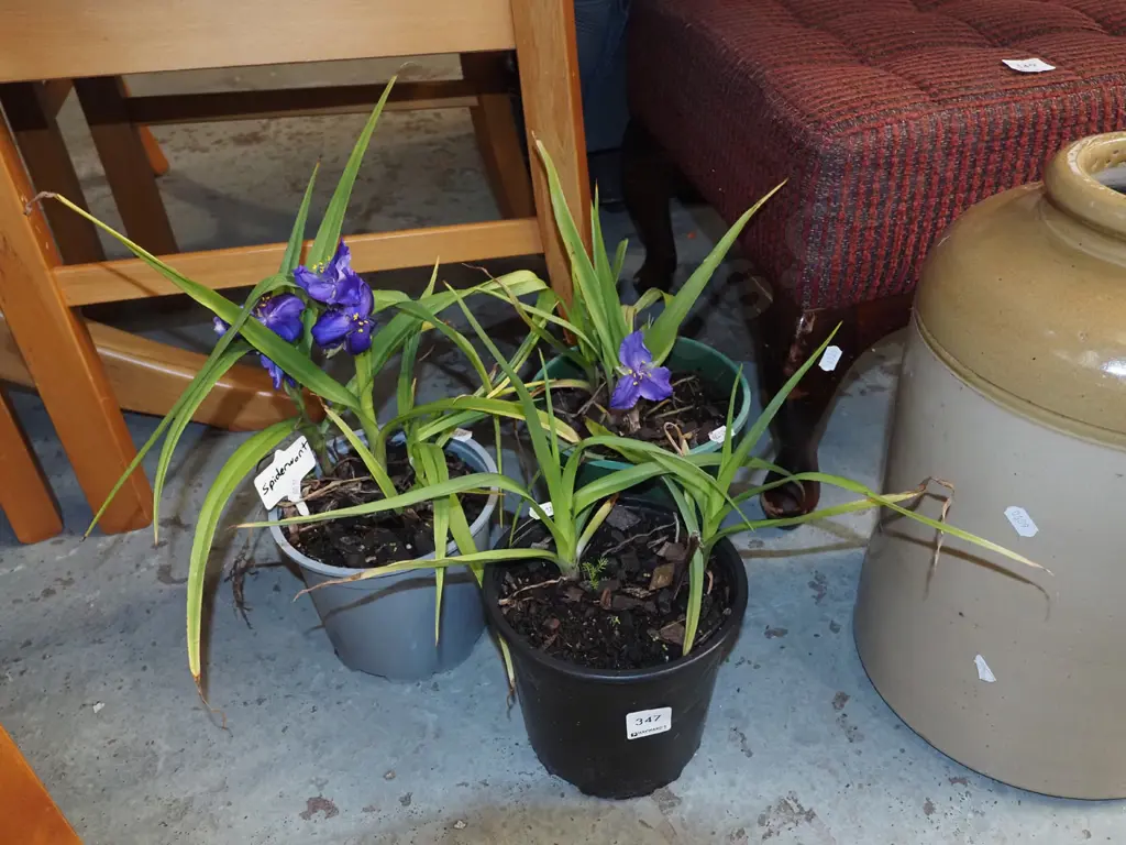 3x potted spiderworts Image 1++