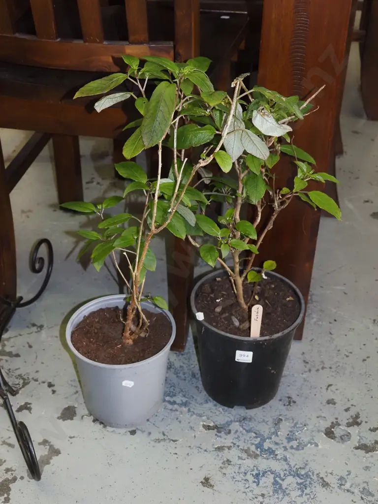 2x potted fuschia Image 1++