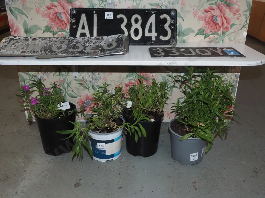 4x potted dianthus Image 1++