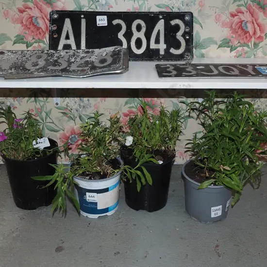 4x potted dianthus