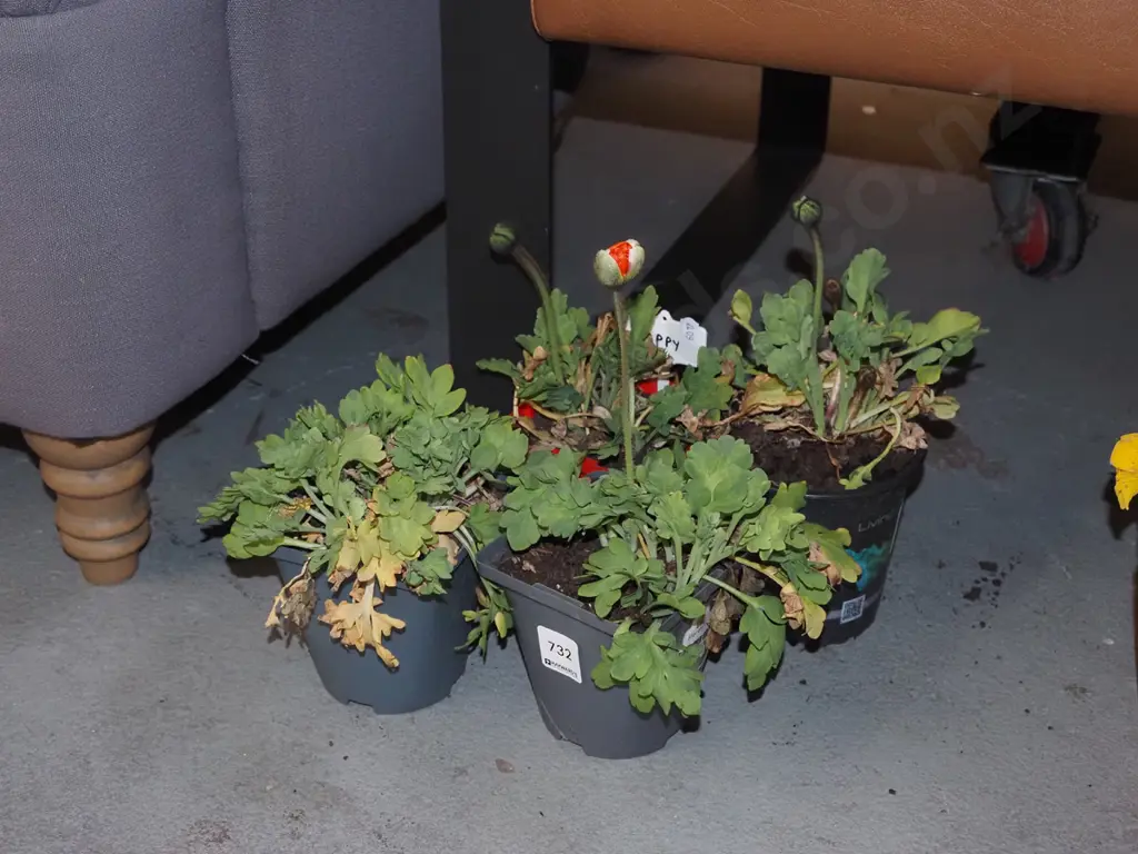 4x potted poppies Image 1++