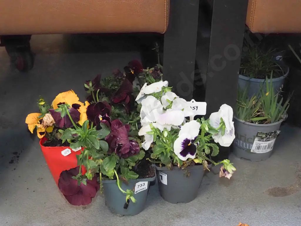 potted pansies Image 1++