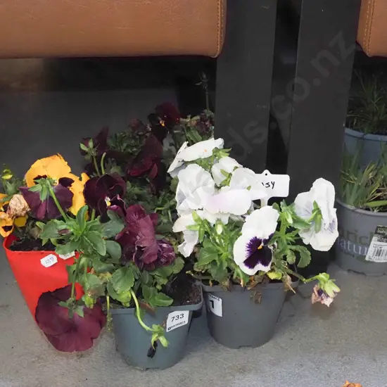potted pansies