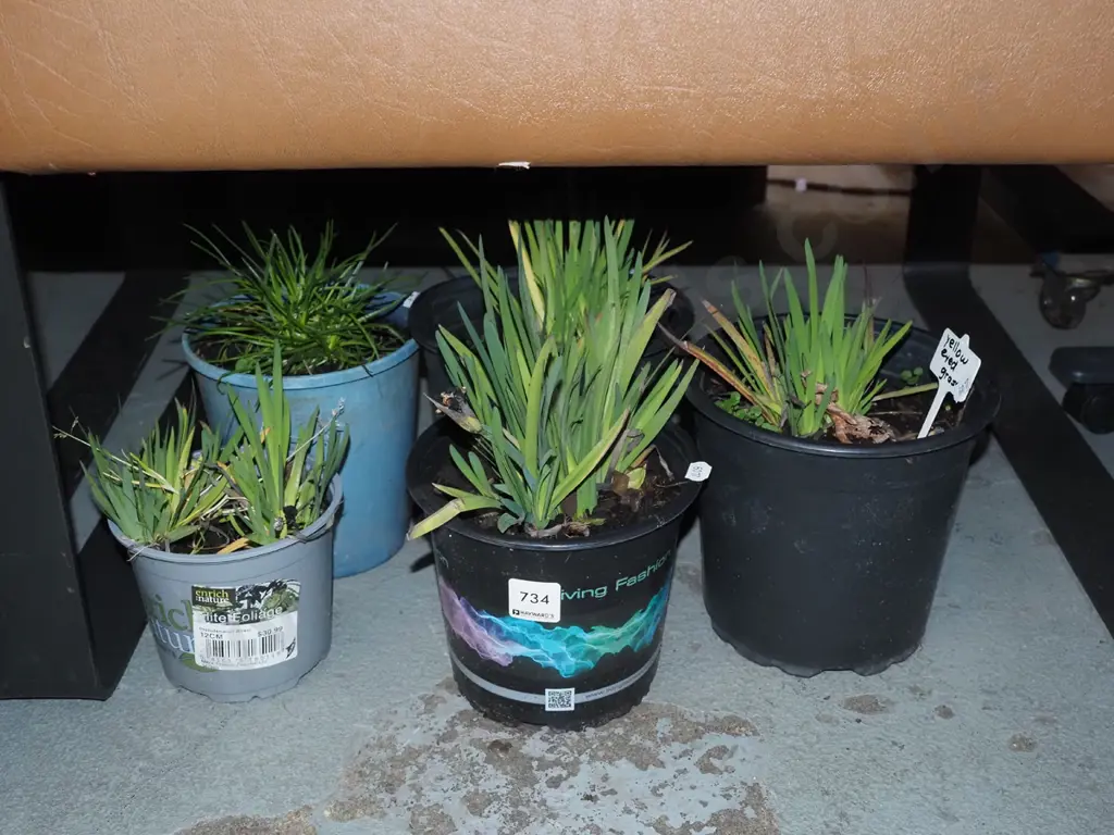 5x yellow eyed grasses Image 1++