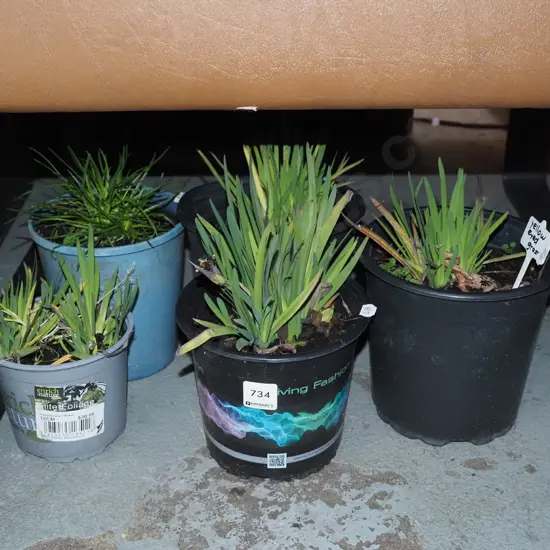 5x yellow eyed grasses