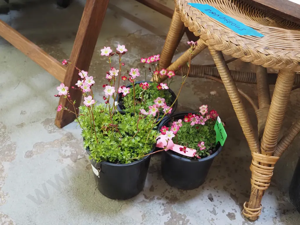 3x potted saxifraga Image 1++
