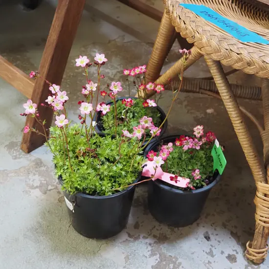 3x potted saxifraga