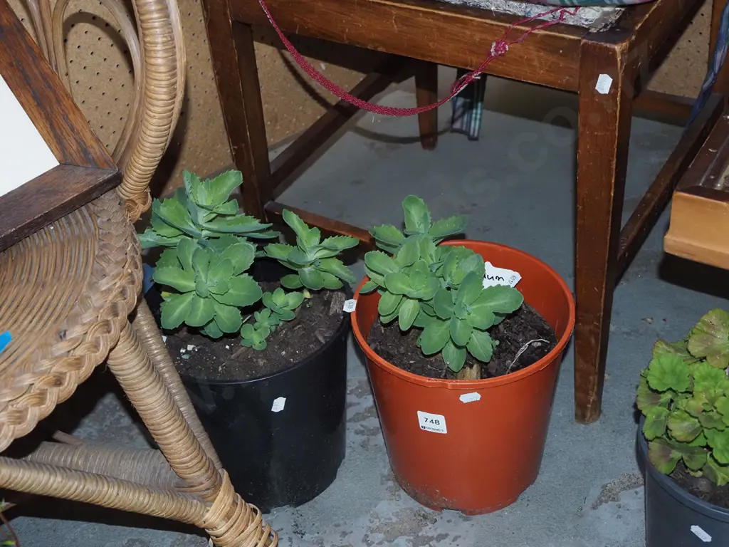 2x potted sedum Image 1++