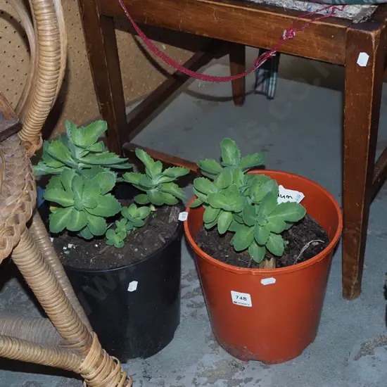 2x potted sedum
