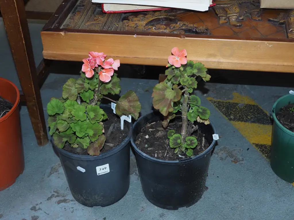 2x potted geraniums Image 1++