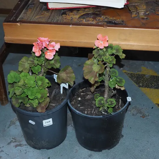 2x potted geraniums