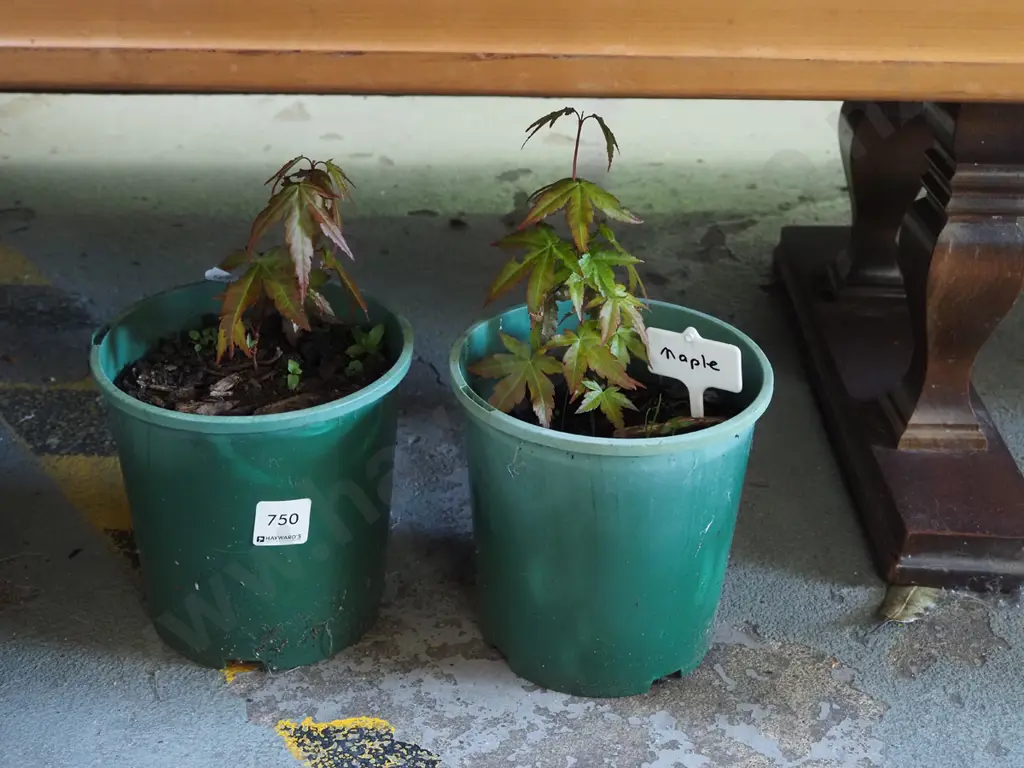 2x potted small maples Image 1++
