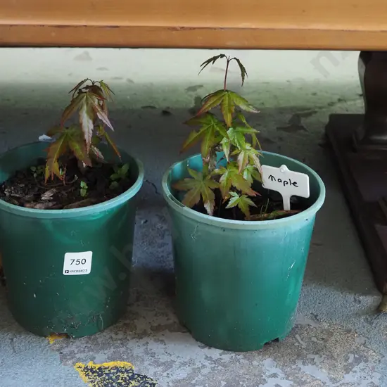 2x potted small maples