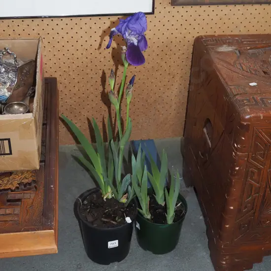 2x potted mini irises