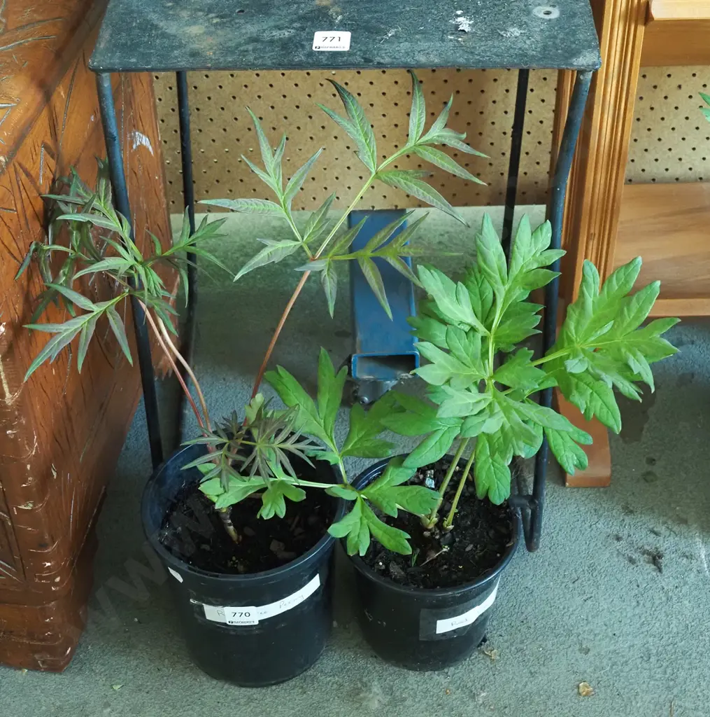 2x potted red tree peonies Image 1++