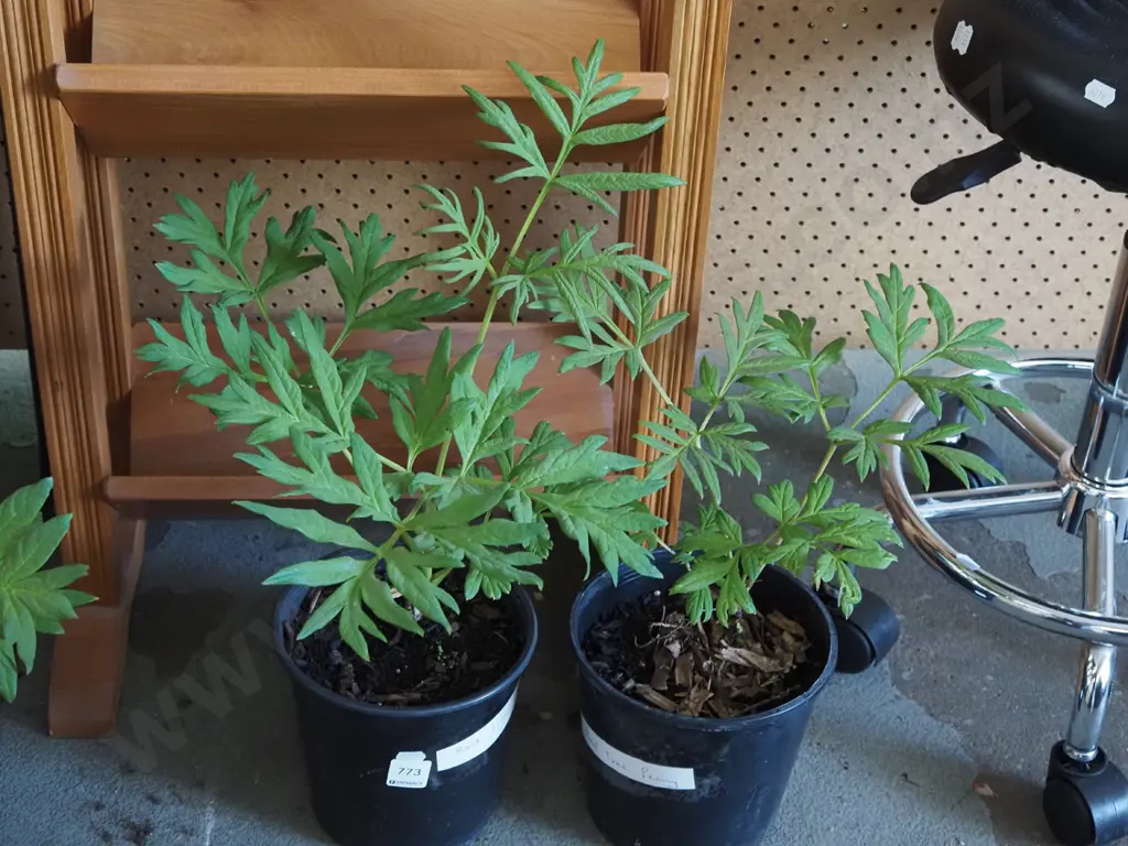 2x potted red tree peonies Image 1++