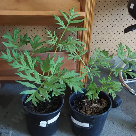 2x potted red tree peonies