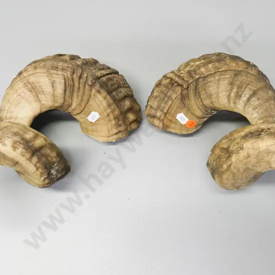 pair of ram's horns Approx L-260