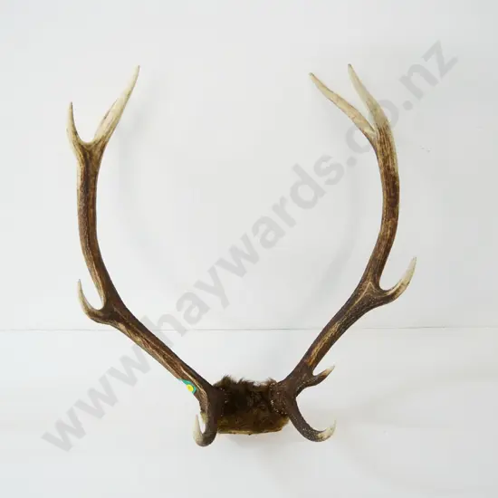 10-point deer antlers H-640 W-520