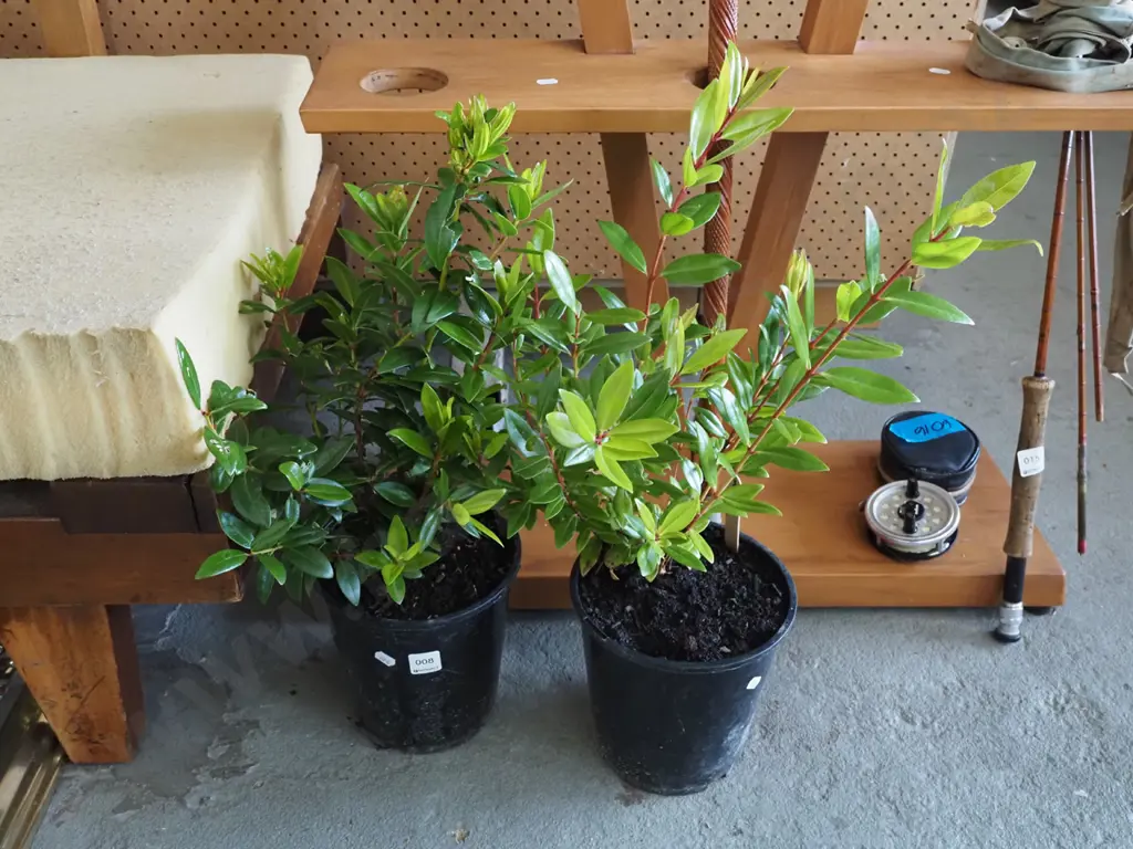 2x potted pohutukawa Image 1++