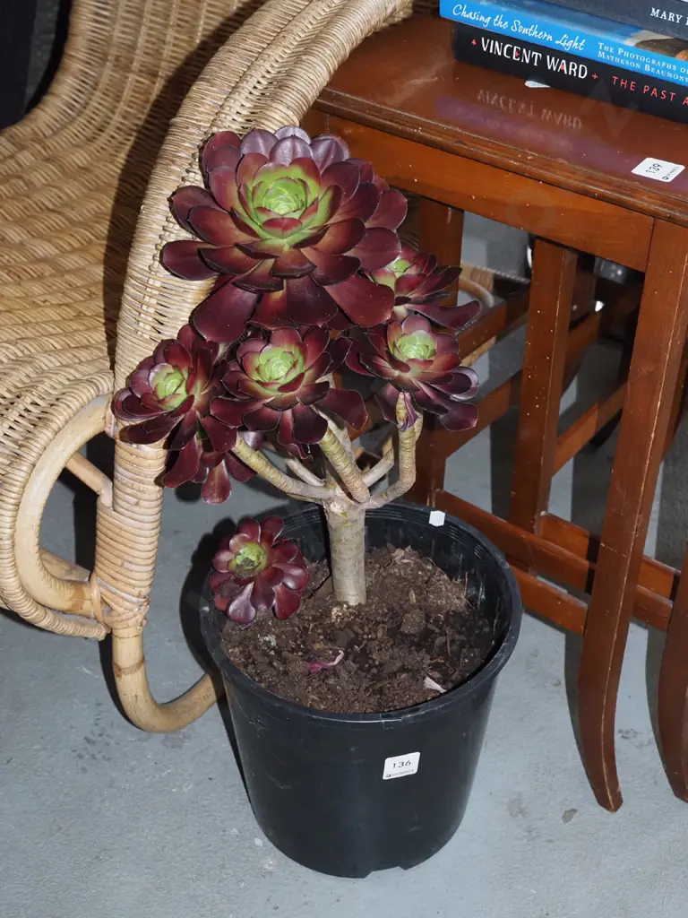 potted aeonium velour Image 1++