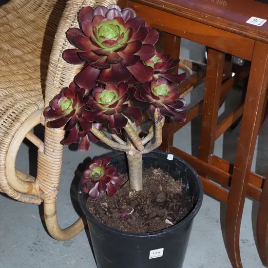 potted aeonium velour