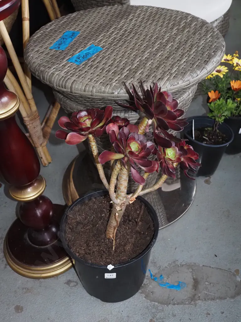 potted aeonium velour Image 1++