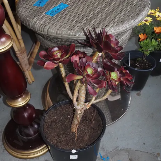 potted aeonium velour