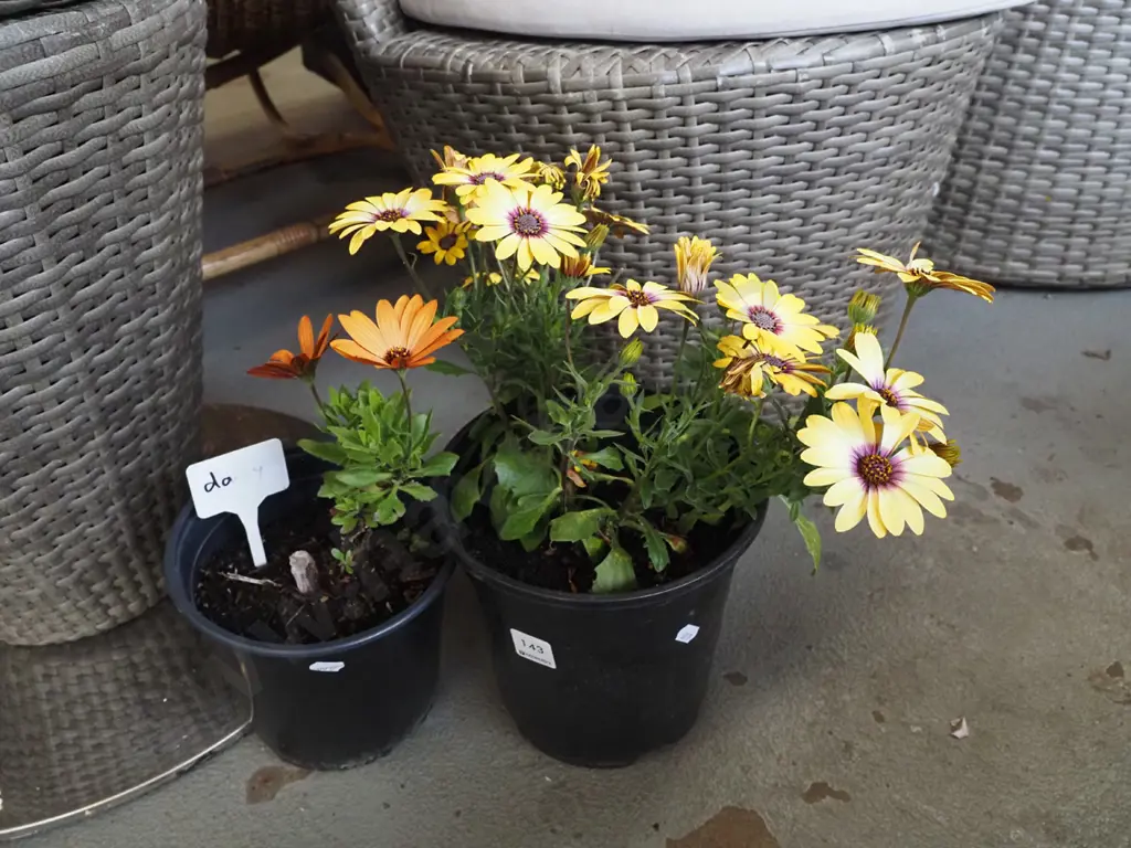 2x potted daisies Image 1++