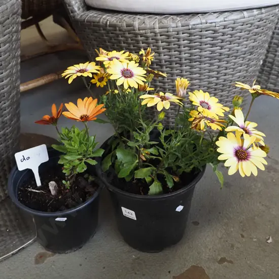 2x potted daisies