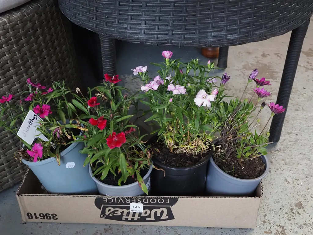 4x potted dianthus Image 1++