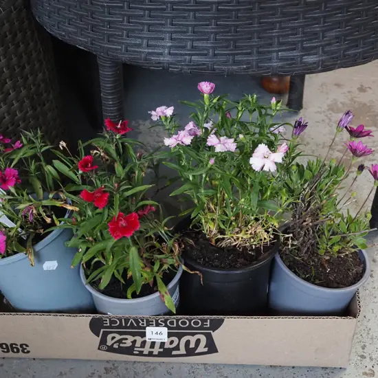 4x potted dianthus