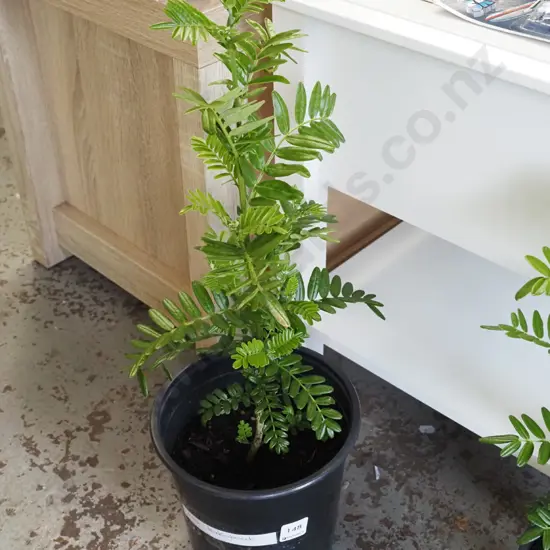 potted red kakas beak