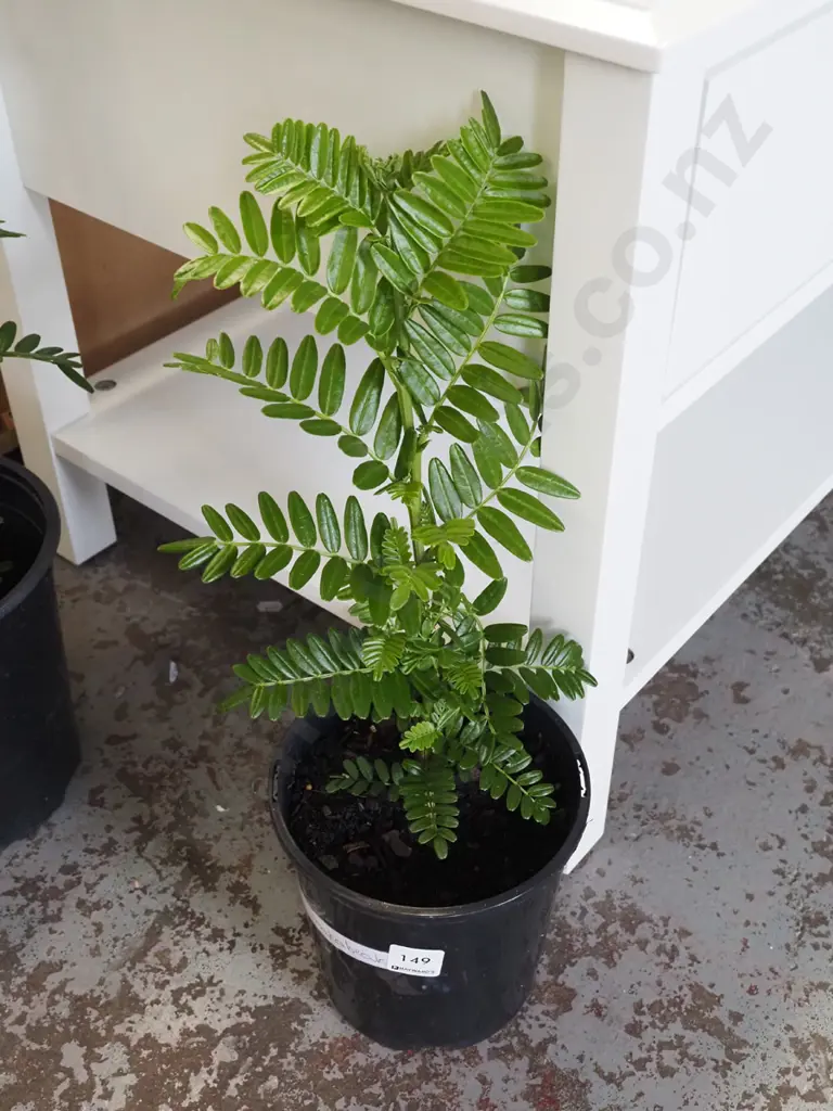 potted red kakas beak Image 1++