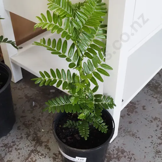 potted red kakas beak