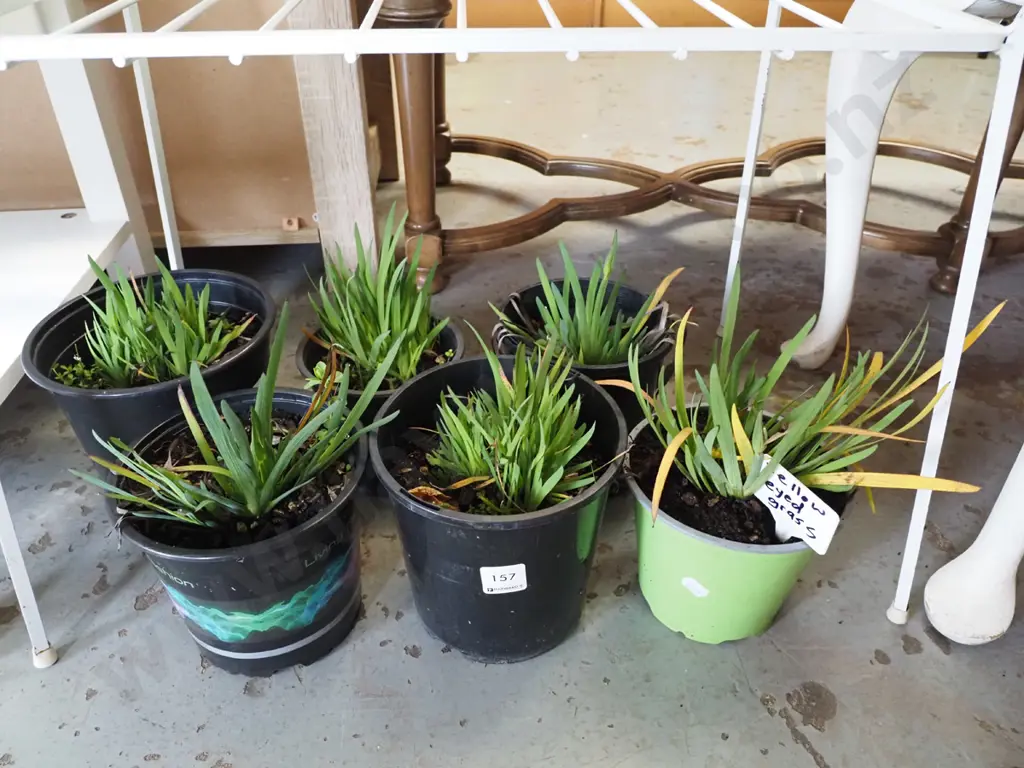 6x potted yellow eyed grasses Image 1++