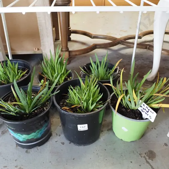 6x potted yellow eyed grasses