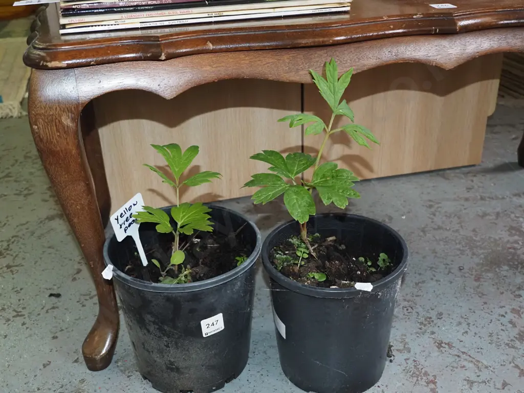 2x potted yellow tree peonies Image 1++
